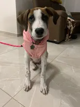 Clothing Jacket Puppy-Coat Dogs Pet-Chihuahua Winter Yorkshire Small Medium Pug for Schnauzer