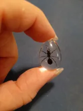 Espécimen acrílico de Ant HD, accesorios de decoración de nido de hormiga, regalo de recuerdo único