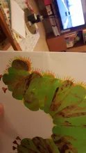 The Very Hungry Caterpillar de Eric Carle-libro educativo de imágenes en inglés, libro de cuentos de cartas de aprendizaje para bebés y niños, regalos