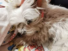 Transer-Collar de piel sintética de cocodrilo para mascotas, accesorio para perros pequeños y medianos