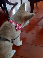 Collar de moda para perro con impresión personalizada, de nailon, collares para mascotas personalizadas, collares para cachorros y gatos con etiqueta de identificación grabada, accesorios para perros