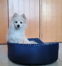 Cama de esponja de alta calidad para mascotas, esterilla para perros pequeños y medianos, manta para mascotas de 60x50x18cm, cama útil para cachorros y gatos de doble cara, colchón