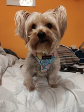 Arnés para perro o gato de nailon, arnés para perro o gato impreso, arneses para perros pequeños, chaleco para caminar para mascotas, correa para gatos, Bulldog Francés, Chihuahua, Yorkshire