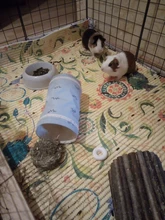 Toy Toy-Tubes Cage-House Hamster Tunnel Tunnels-Spring Guinea-Pig Chinchillas Single-Channel
