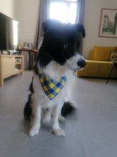 Pañuelo clásico a cuadros para perros y gatos, accesorios para el cuidado de mascotas, bufanda pañoleta, toalla de Saliva