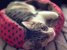 Colorful Leopard print Pet Cat and Dog Bed Mats Washable Warm Kennels Doghouse