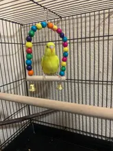 Colorido loro masticar hebras morder dientes Griiding Ball Bell atractivo pájaro Juguetes Para periquito