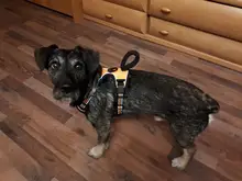 De Nylon reflectante perro arnés sin tirones ajustable mediano grande perro travieso Chaleco de seguridad Vehicular plomo caminar correr