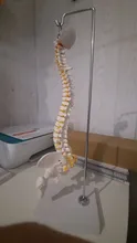 Modelo anatómico para enseñanza médica columna Vertebral humana Flexible, curva Lumbar, columna Vertebral, 45cm, novedad de 2019