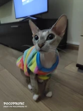 Ropa de Gato caliente para mascotas pequeñas, disfraces de gatos de dibujos animados, lana suave, abrigo de gatito, chaqueta, Otoño e Invierno