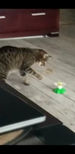 Lindo eléctrico rotatorio de mariposa pájaro perro gato gracioso juguetes juguete para rascar para gato pequeño perro gatos de inteligencia que contengan