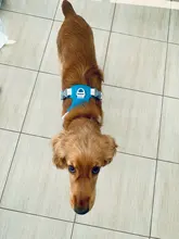 Arnés para perros reflectante ajustable, chaleco de pecho para perros pequeños, medianos y grandes, arnés protector de adiestramiento al aire libre para perros