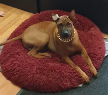 FATHIN de plástico de oro perro de Collar de cadena joyas de mascotas apoyos de la foto de perro accesorios 37CM para pequeños perros grandes