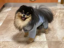 Ropa de perro impermeable de malla transpirable, mono absorbente para el sudor, abrigo reflectante para mascotas, Otoño e Invierno