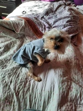 Chihuahua Clothing Pet-Vest Dog-Coat Puppy T-Shirt Small Dogs Princess-Printed Cotton