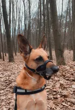 Collar de cabeza de entrenamiento para perros, arnés de nailon con cuello Halter, creativo, para todas las estaciones