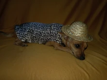 Sombrero Estilo Hawaiano para mascotas, Sombrero pequeño/grande de 14cm y 16cm de diámetro, envío directo