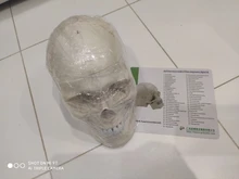 Modelo de accesorios médicos de tamaño real, Cráneo humano, modelo de anatomía anatómica, enseñanza médica, esqueleto, cabeza para estudiar, suministros de enseñanza