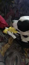Pollo chillando juguetes para mascotas y perros sonido chillón divertido juguete de felpa masticar perros pequeños medianos juguetes interactivos de pana