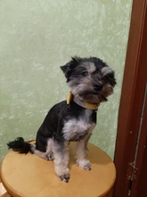 Pet lazo de diamantes de imitación nudo Collar de perro gato Bling suave lindo Collar de la Collar de cuero para mascotas perro suministros