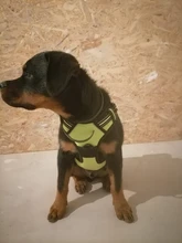 De Nylon reflectante perro arnés sin tirones ajustable mediano grande perro travieso Chaleco de seguridad Vehicular plomo caminar correr