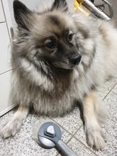 Peine automático para mascotas, cepillo eliminador de pelo Gato, peine para limpieza de belleza de perros, productos para mascotas