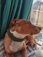 Collar de Color mejorado de alta calidad para perros grandes, Pastor Alemán, cadena P, ajustable, para perros medianos y grandes