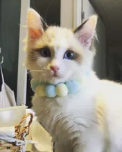 Bola de peluche de Collar para perros y gatos Collar dulce bufanda para perro lindo gatito accesorios Rosa correa para el cuello perrito con perla perro Pug Chihuahua