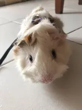 Harness-Vest Mice Hamster Guinea-Pig Chinchilla Ferret Leash-Set Animal-Accessorie Adjustable