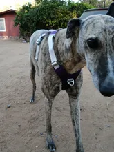 Arnés para perros reflectante ajustable, chaleco de pecho para perros pequeños, medianos y grandes, arnés protector de adiestramiento al aire libre para perros