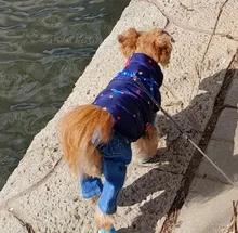 Abrigo de invierno para perro pequeño abrigo de perro cálido, chaqueta para perro, traje para cachorro, abrigo para perro Chihuahua Shih Tzu, ropa para perro