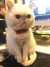 Puppy-Dog-Cat-Collar Engraved Bling Custom Personalized Pet-Dog Dogs Chihuahua Collars