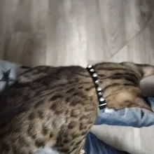 Collar de gato con campana para gatos, cachorros, collares correas para gatos, perros, Chihuahua, Gato, correas, suministros de plomo para mascotas