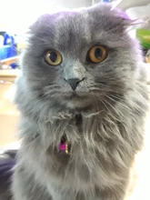 Placas de identificación personalizadas para perros, placas de identificación de Metal para cachorros, placas de identificación antipérdida para perros, gatos Pitbull, tarifa de grabado incluida accesorios para perros