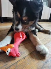 1PC Toy For Dogs Puppy Screaming Rubber Chicken Toy For Dogs Latex Squeak Squeaker Chew