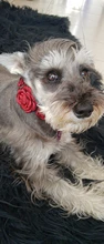 Collar Necklace Puppy-Accessory Roses Flower-Design Pet-Dog Princess Cat 2-Sizes 4-Colours