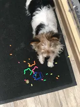 Perro cachorro gato colorido de formación masticar bola productos para mascota campana juguete reproducción de sonido de juguete perro morder a jugar