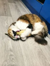 8 Styles Fun Catnip Toys For Cats Simulation Fish Plush Cat Pet Toys Cats Products For