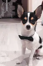 Collar de gato a cuadros con lazo ajustable para cachorros y Chihuahua, Collar de algodón para mascotas, Collar para gato, accesorios para mascotas