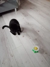 Lindo eléctrico rotatorio de mariposa pájaro perro gato gracioso juguetes juguete para rascar para gato pequeño perro gatos de inteligencia que contengan