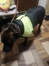 Jacket Puppy-Clothing Dog-Coat Dogs Golden-Retriever Waterproof Winter Pet-Vest Small