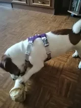 Arnés para perros reflectante ajustable, chaleco de pecho para perros pequeños, medianos y grandes, arnés protector de adiestramiento al aire libre para perros