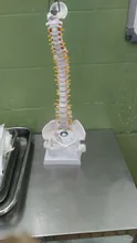 Modelo anatómico para enseñanza médica columna Vertebral humana Flexible, curva Lumbar, columna Vertebral, 45cm, novedad de 2019