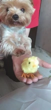 Juguetes para niños, relleno de medias de pollito de cuerda mecánica, juguetes pequeños de animales para niños, regalos