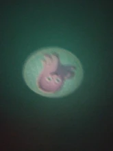 Dibujo de dinosaurio proyectores de juguete para niños, linterna, proyector, juguetes educativos para dormir