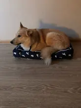 Bed Sofa Dog-Bed Large Dog Waterproof Cat-Mat Animal-Pattern Small Soft for Medium