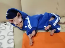 Suéter con capucha Para gato, Ropa cálida Para mascotas, Para gatos, Sphinx, satten, Ropa Para gatos, Kedi, Giyim, productos Para mascotas