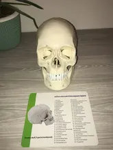 Modelo de accesorios médicos de tamaño real, Cráneo humano, modelo de anatomía anatómica, enseñanza médica, esqueleto, cabeza para estudiar, suministros de enseñanza