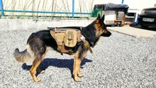 Dog-Vest Pet-Training-Vest Military-Working Tactical Dogs Strong-Dog Large with Handle