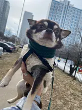 Scarf Jacket Dogs French Bulldog Winter Plush-Coat Pet-Dog Cotton Warm Thick for Puppy-Ropa-Perro